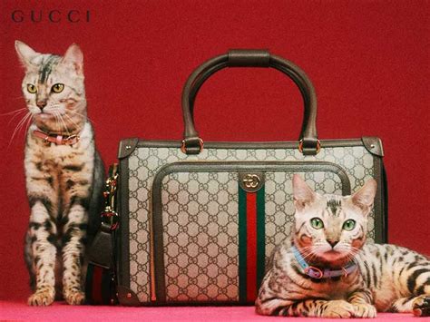 collier pour chat gucci